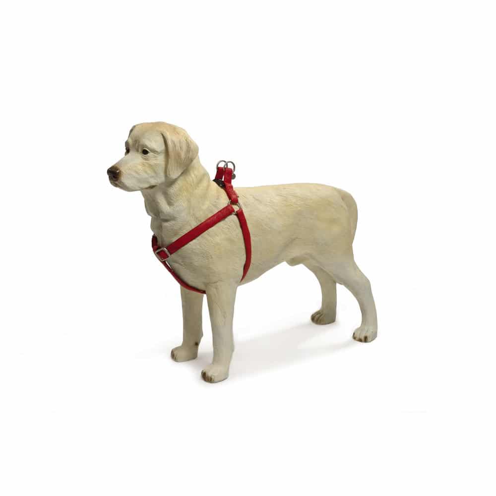 Mm dog gear sale
