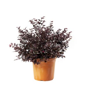 Loropetalum in Pot 24cm