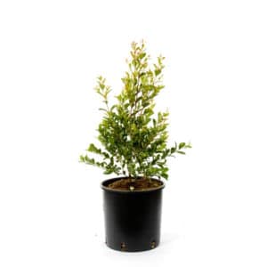Eugenia New Port in Pot 18cm