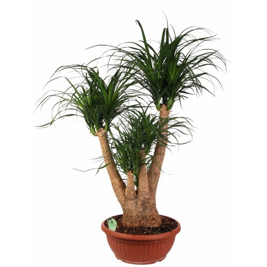 Beaucarnea Ramificata In Ciotola 40cm H110cm