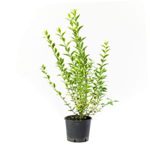 Ligustrum Texanum in Pot 18cm