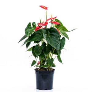 Anthurium Andreanum in Pot 21cm