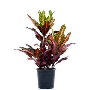 Codiaeum Variegatum in Pot 17cm