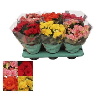 Begonia Magic Colours Mix in Pot 13cm