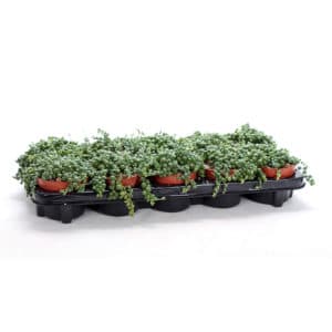 Senecio Herreianus in Pot 12cm