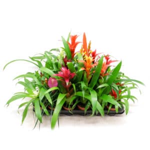 Bromelie Mix in Pot 9cm