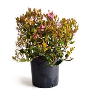 Raphiolepsis in Pot 20cm