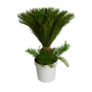 Cycas Revoluta in Pot 35 cm