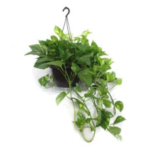 Pothos in Basket 25cm