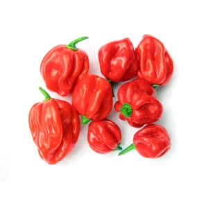 Pepperonicino Piccante Red Jamaican in Pot 16cm