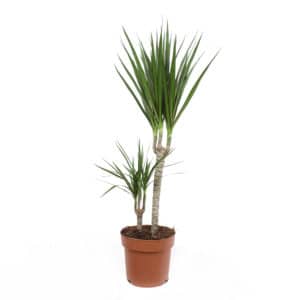 Dracaena Marginata H30-10cm