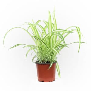 Chlorophytum com. Variegatum in Pot 12cm