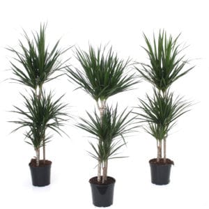 Dracaena Marginata H60/30/15cm in Pot 21cm
