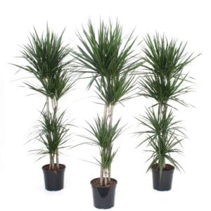 Dracaena Marginata H90-60-30-15cm in Pot 27cm