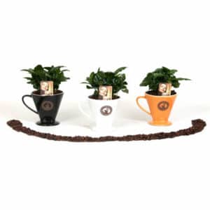 Coffea Arabica in Mug 12cm