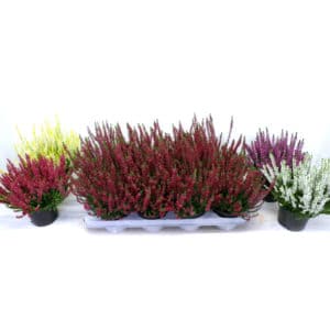 Calluna Vulgaris Mixed in Pot 12cm