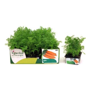 Carrots 12 Seedlings