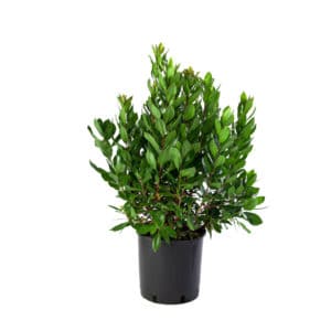 Arbutus Unedo in Pot 19cm (Clt.3)