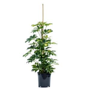 Schefflera in Pot 20cm H100