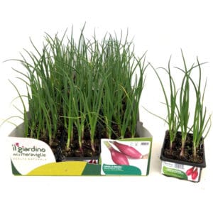 Tropea Red Long Onion 12 Seedlings
