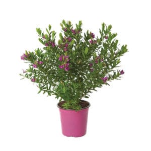 Polygala Myrtifolia Shrub in Pot 17cm