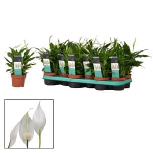 Spathiphyllum in Pot 9cm