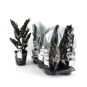 Zamioculcas zamiifolia Raven in Pot 14cm