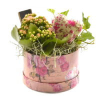 House Plant Arrangement in Round Box with Heart House Plant Arrangement in Round Box with Heart