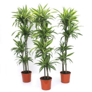 Dracaena Lemon Lime H120 90-60-30 in Pot 27cm