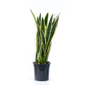 Sansevieria Laurentii in Pot 21cm H80cm