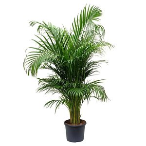 Areca in Pot 35cm