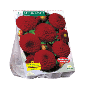 Dahlia Pompon 'Nescio' (x1)