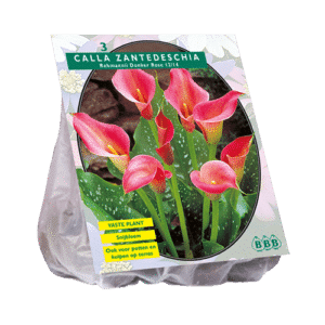Calla Zantedeschia, Dark Pink x3