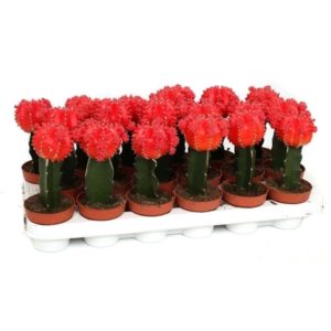 Gymnocalycium Graft Red In Pot 8.5cm