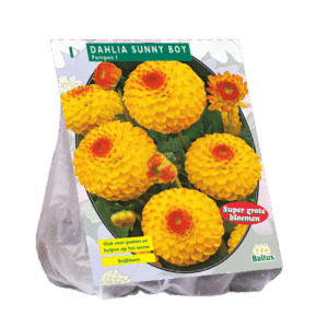 Dahlia Pompon 'Sunny Boy' (x1)