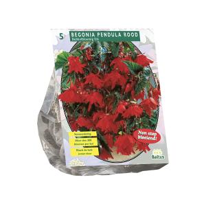 Begonia Pendula, Red x 5
