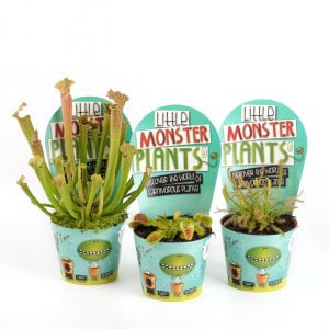 Carnivorous Plants in Pot 8.5cm