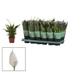 Spathiphyllum Pearl Chopin in Pot 9cm