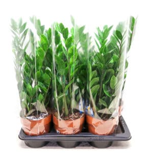 Zamioculcas Zamiifolia In Pot 14cm