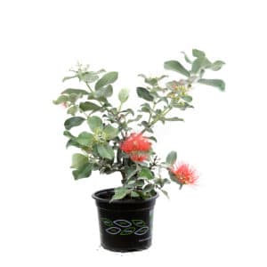 Metrosideros in Pot 18cm