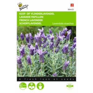 Buzzy® French Lavender, Lavendula Stoechas