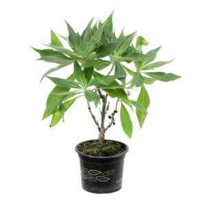 Echium (Pride of Madeira) in Pot 18cm