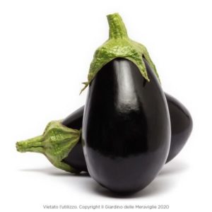 Melanzana Venere Nera 6 Seedlings