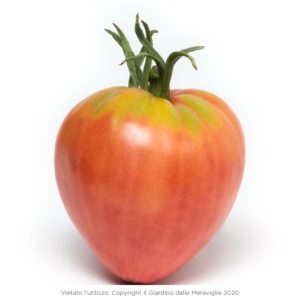 Beefsteak tomato (Pomodoro cuore di bue) 6 seedlings