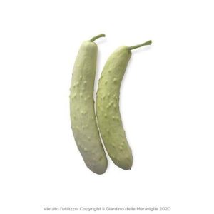 Cetriolo Bianco, 6 Seedlings