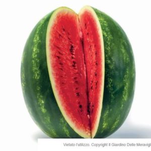 Anguria Tonda Grafted 4 Seedlings