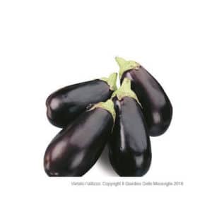 Black Oval Eggplant 4 Seedlings Grafted