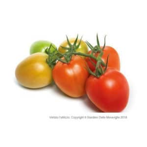 Oval Tomato Tip. Murano 4 Seedlings Grafted