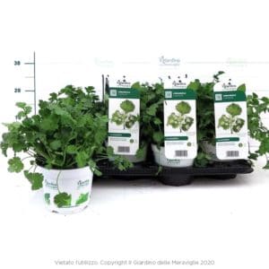 Coriander (Coriandolo) in Pot 14