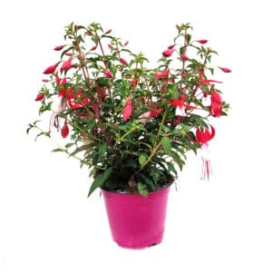 Fuchsia in Pot 15cm